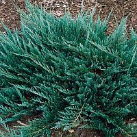 Можжевельник горизонтальный Juniperus horizontalis 'Blue Chip' : C7,5, h=30-40 | купить