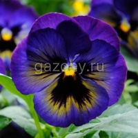 Виола виттрока (Viola wittrockiana) Matrix F1 (midnight glow) (ячейка 6) | купить