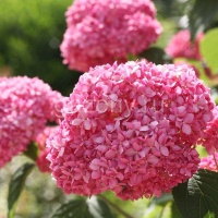 Гортензия древовидная Hydrangea arborescens "Pink Annabelle" : С2/3, h=20-40 | купить