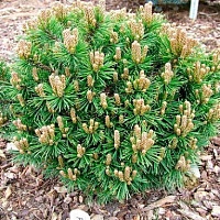 Сосна горная Pinus mugo 'Little Lady': С7,5, h=20-30