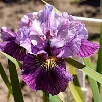 Ирис сибирский Iris sibirica "Mad Hat" : С2/3