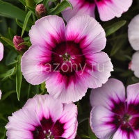 Гвоздика китайская (Dianthus chinensis) "Coronet F1" (White Purple Eye) (ячейка 6) | купить