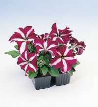 Петуния крупноцветковая (Petunia grandiflora) "Tango F1" (Burgundy star) (ячейка 84) | купить