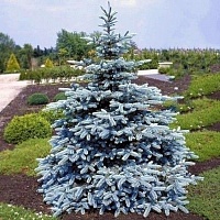 Ель колючая Picea pungens "Super Blue Seedling" : С15, h=40-60 | купить