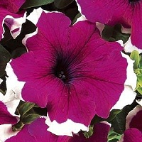 Петуния крупноцветковая (Petunia grandiflora) "DREAMS F1" (Burgundy Picotee) (ячейка 6) | купить