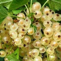 Смородина белая Ribes niveum "Snow Queen" : С2/3 | купить