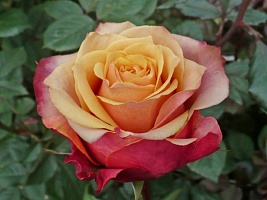 Роза чайно-гибридная Cherry Brandy "Черри бренди" : С5/7,5 | купить