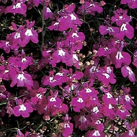 Лобелия ежевидная ампельная (Lobelia erinus) "Regatta" (ROSE) Кашпо 6л