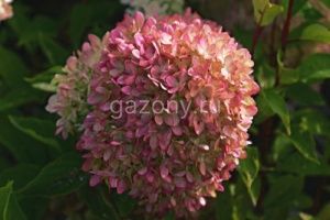 Гортензия метельчатая Hydrangea paniculata "Perle de Festival" : C2/3 | купить