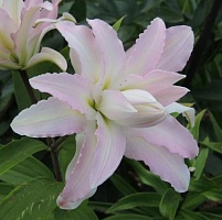 Лилия Lilium Oriental "Kendra" : С2/3 | купить