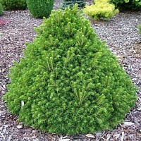 Ель обыкновенная Picea abies ("Tompa") : С7,5, h=15-20