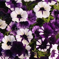 Петуния ампельная гибридная (Petunia x hybrida) "Shock Wave F1" (purple tie-dye) Кашпо 6л | купить