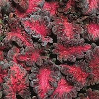 Колеус гибридный (Coleus х hybrida) "Black Dragon" (ячейка 54)