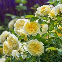 Роза на штамбе Rosa `The Pilgrim` : C10, St=90 | купить