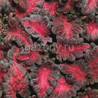 Колеус гибридный (Coleus х hybrida) "Black Dragon" (ячейка 54) | купить