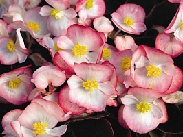 Бегония вечноцветущая (бронзовая листва) (Begonia semperflorens) "Bada Boom F1" (bicolor) (ячейка 6)
