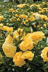 Роза флорибунда Yellow Summer "Йеллоу Саммер" : C2/3 | купить
