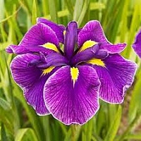 Ирис мечевидный Iris ensata "Katy Mendez" : С2/3