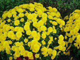 Хризантема  корейская "Pompon Yellow" : P9