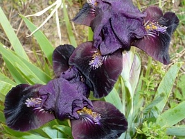 Ирис пумила Iris pumila "Demon" : С2/3 | купить