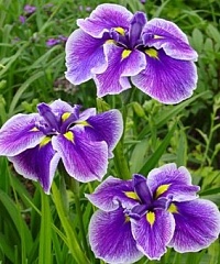 Ирис мечевидный Iris ensata "Crystal Halo" : С2/3 | купить
