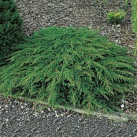 Можжевельник обыкновенный Juniperus communis 'Green Carpet': С3, h=20-30 | купить