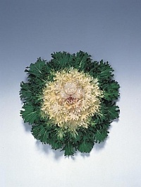 Капуста декоративная (Brassica oleracea) Coral Prince F1 (ячейка 6) | купить