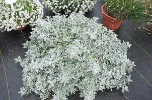 Полынь декоративная Artemisia "Silver Brocade" : Р9 | купить
