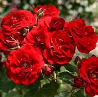Роза на штамбе Rosa `H.C. Andersen` : C10, St=90 | купить
