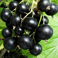 Смородина чёрная Ribes nigrum "Изюмная" : Р9