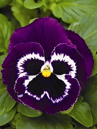 Виола Виттрока (Viola wittrockiana) "Mammoth F1" (Viva La Violet) (ячейка 6) | купить