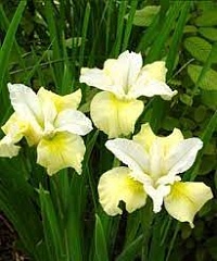Ирис сибирский Iris sibirica "Moon Silk" : С2/3