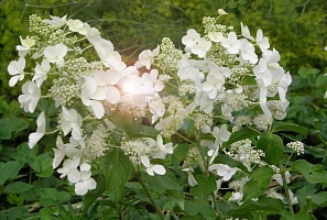 Гортензия метельчатая Hydrangea paniculata "White Lady" : С20 (грунт)