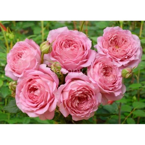 Роза английская Джубили-Селебрейшн 3-700x700