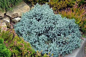 Можжевельник чешуйчатый Juniperus squamata "Blue Star" : C3, h=20-30 | купить