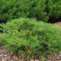 Можжевельник горизонтальный Juniperus horizontalis `Andorra Compacta` :  P11, h=15-20