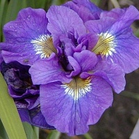 Ирис сибирский Iris sibirica "Double Standart" : С2/3 | купить