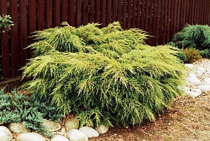 Можжевельник cредний Juniperus media 'King of Spring' : C7,5, h=20-30 | купить