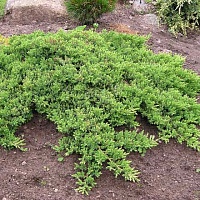 Можжевельник лежачий Нана Juniperus procumbens 'Nana' : C3, h=20-30 | купить