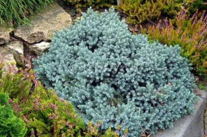 Можжевельник чешуйчатый Juniperus squamata "Blue Star" : C7,5, h=20-30 | купить