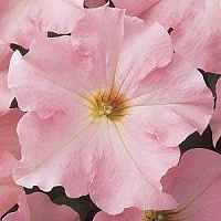 Петуния крупноцветковая (Petunia grandiflora) "DREAMS F1" (Эплблоссом) (ячейка 84) | купить