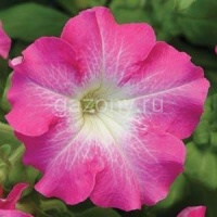 Петуния крупноцветковая (Petunia grandiflora) "DREAMS F1" (rose morn) (ячейка 84) | купить