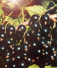 Смородина черная Ribes nigrum "Gloriosa" : С2/3