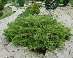 Можжевельник средний Juniperus pfitzeriana 'Pfitzeriana Compacta' : С2, h=30-40 | купить