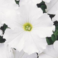 Петуния крупноцветковая (Petunia grandiflora) "DREAMS F1" (white) (ячейка 6) | купить