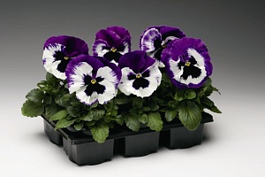 Виола Виттрока (Viola wittrockiana) "Colossus F1" (White whith purple wing) (ячейка 6) | купить