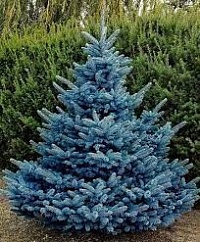 Ель колючая Picea pungens "Blue Diamond" : С20, h=60-80 | купить