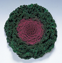 Капуста декоративная (Brassica oleracea) Kamome (Red) (ячейка 6) | купить