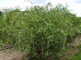 Ива Свердловская Извилистая Salix alba  (гибрид Шабурова) : P9, h=25-40